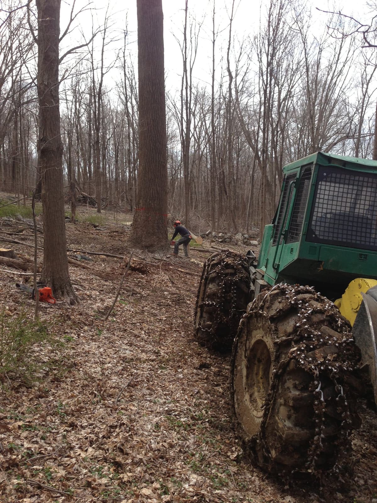 Hand felling trees on an NYC DEP project in Carmel, NY