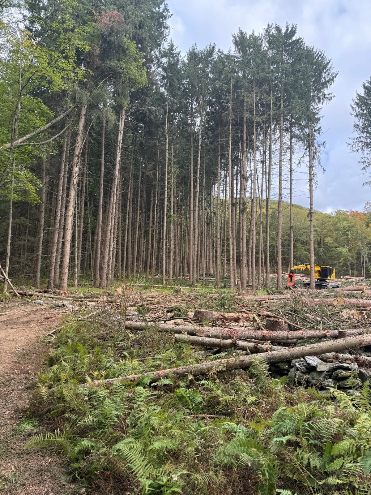 Spruce timber harvest in Millbrook, NY