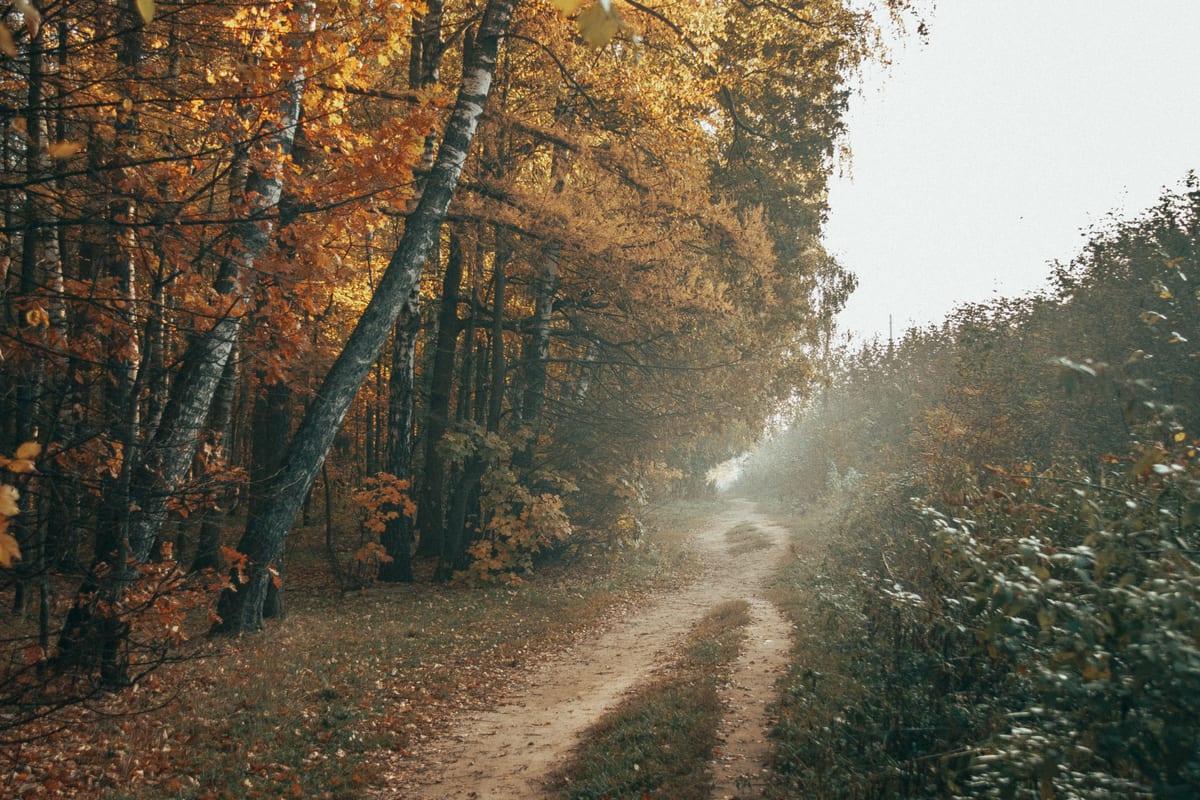 Pathway winding through a mixed deciduous woodland in autumn