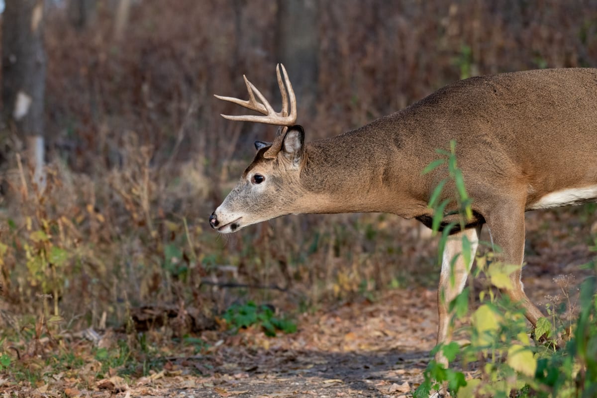 White-tailed deer buck moving through an autumn hardwood forest