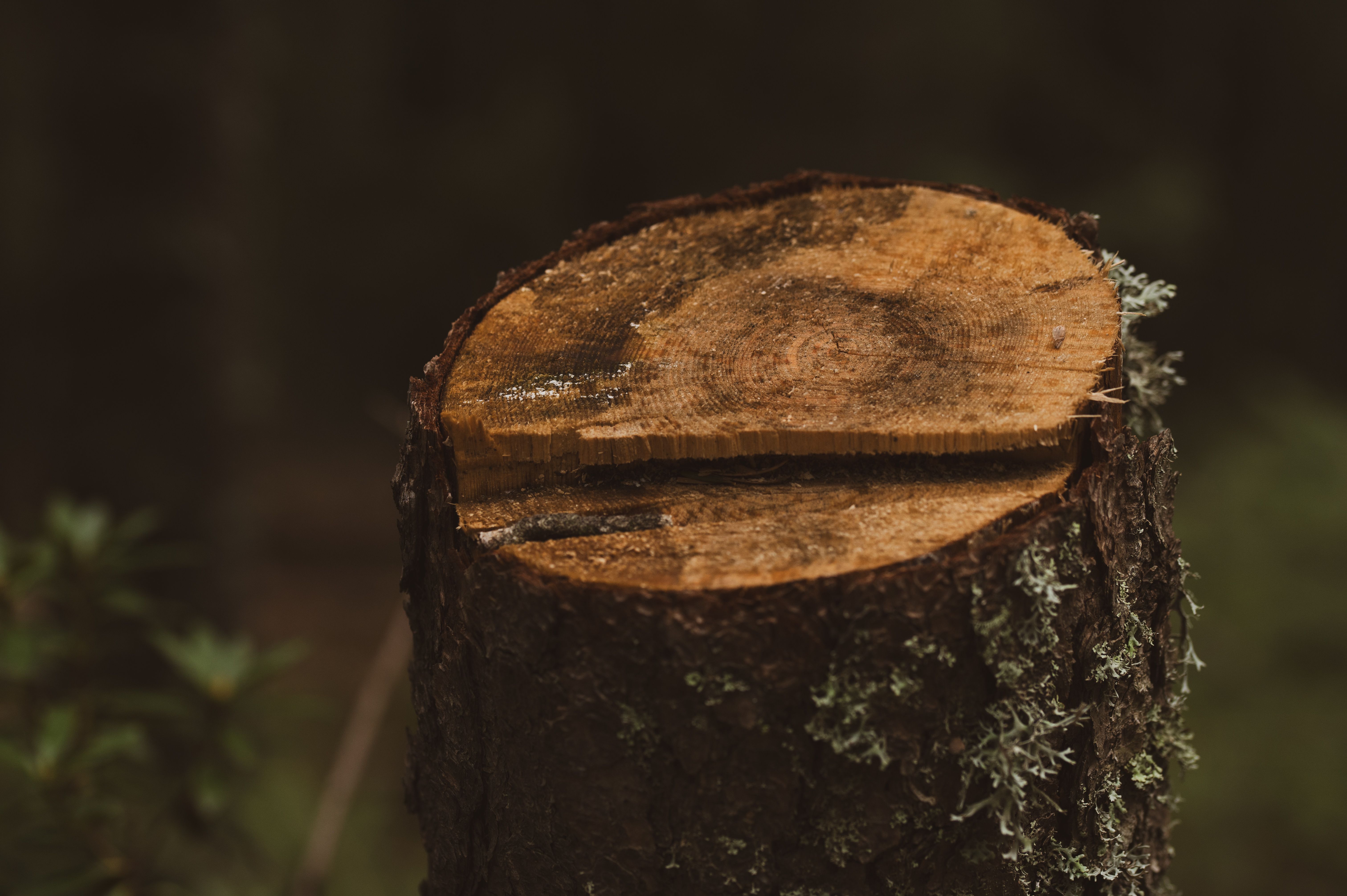 Freshly cut tree stump showing growth rings